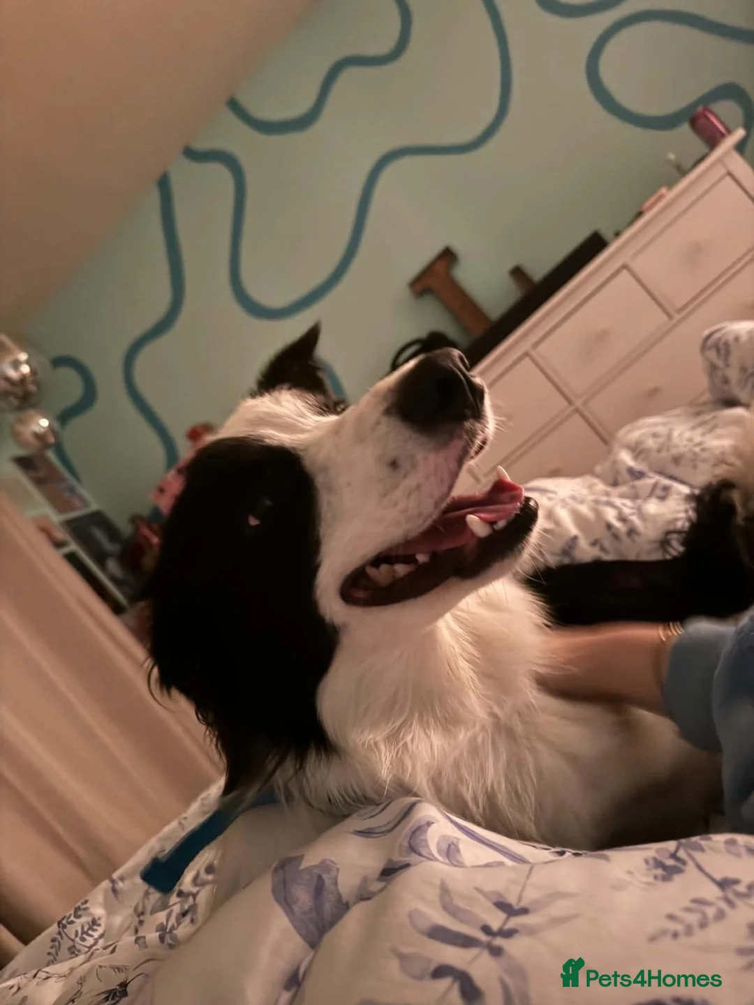 Border Collie dogs for sale: Border Collie - Advert 1