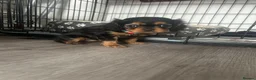 Cavalier King Charles Spaniel dogs for sale: One beautiful Black and Tan girl  - Advert 6