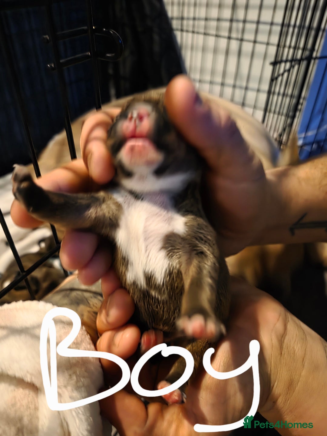 Mixed Breed dogs for sale: French bull jacks - Advert 4