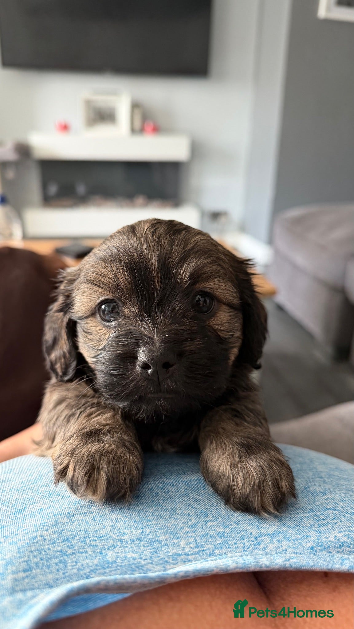 Mixed Breed dogs Gorgeous Shih Tzu × Mini Dachshund Puppies 🐾 - Advert 4
