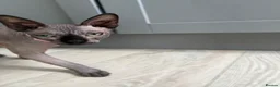 Sphynx cats for sale: 1 Male Sphynx cat in Eastbourne - Advert 4