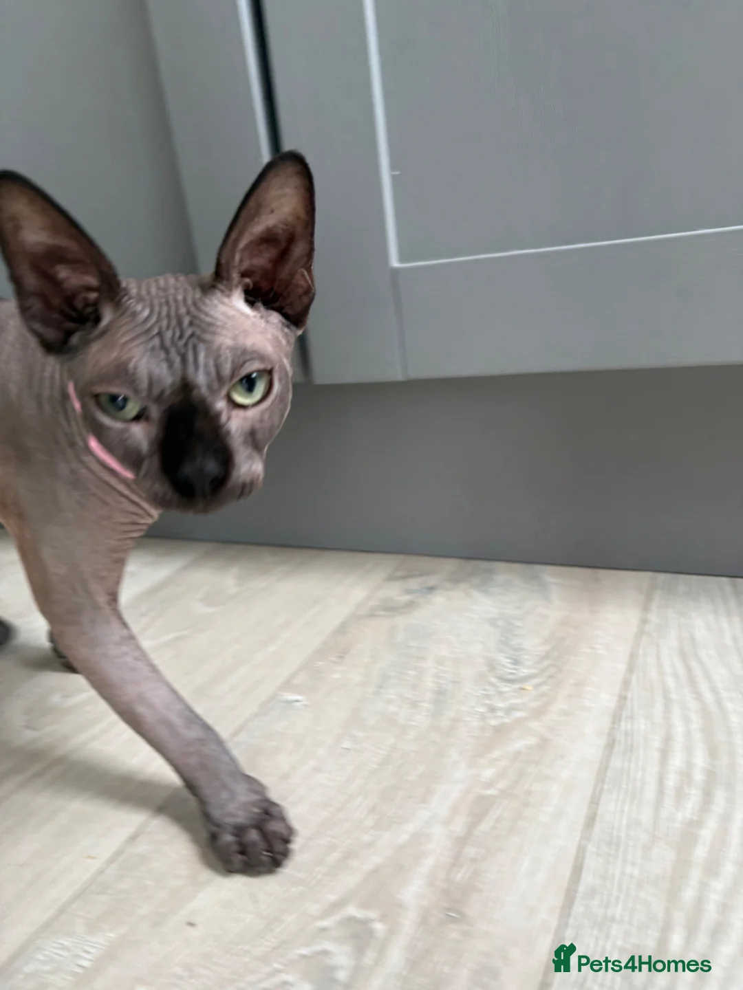 Sphynx cats for sale: 1 Male Sphynx cat in Eastbourne - Advert 4