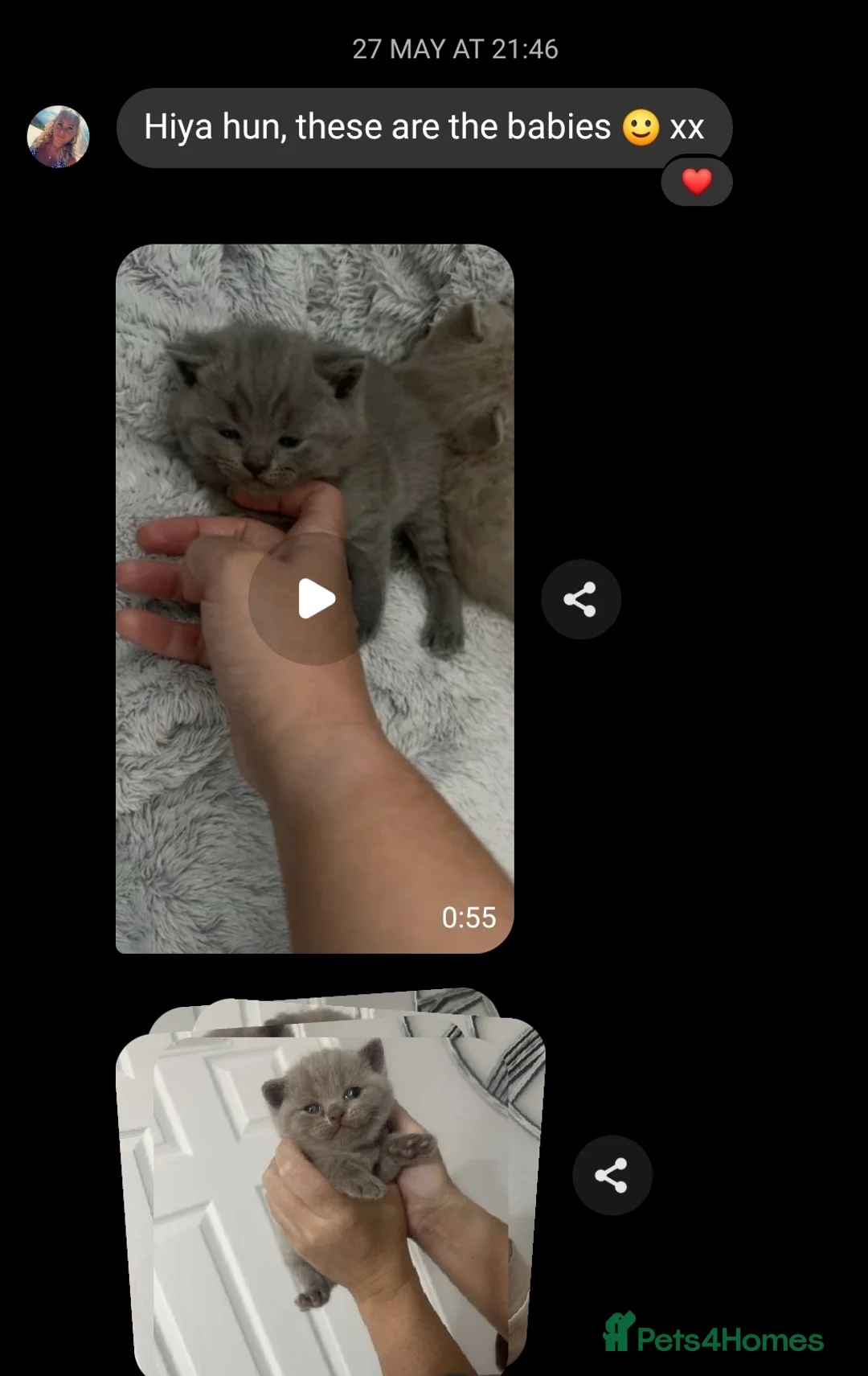 British Shorthair cats for stud: For stud lilac boy Sir Arnold (carries choc gene) in Bradford - Advert 16