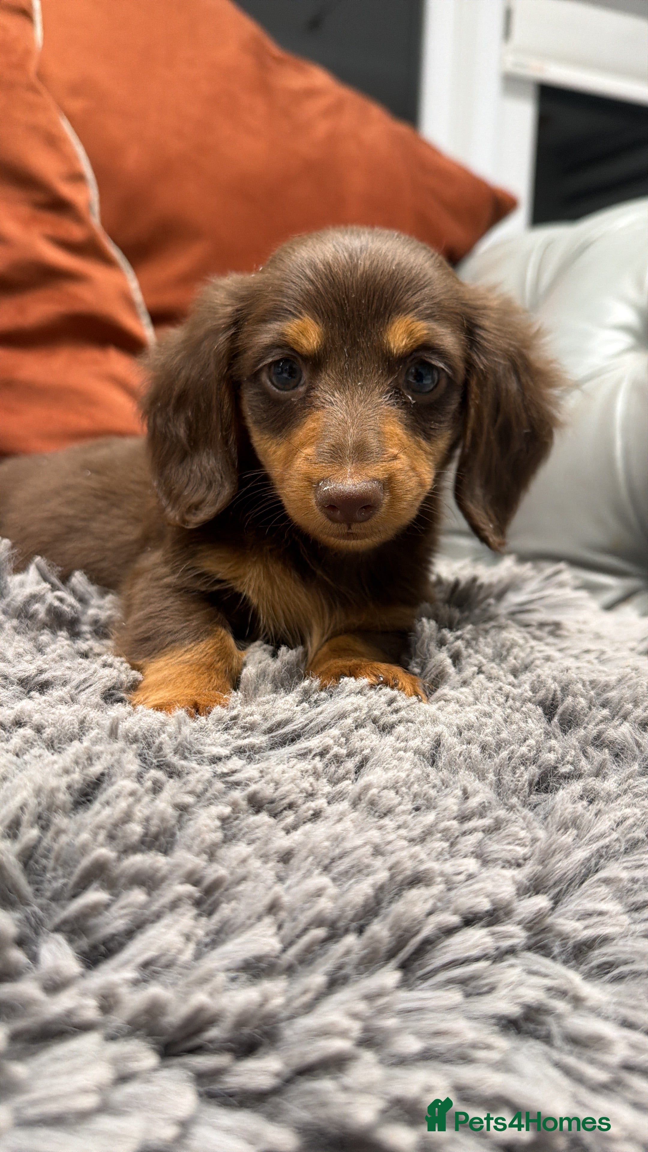 Miniature Dachshund dogs Long haired mini dachshund pups  - Advert 1