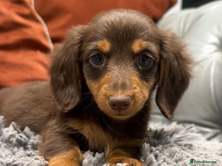 Miniature Dachshund dogs Long haired mini dachshund pups - Advert 6