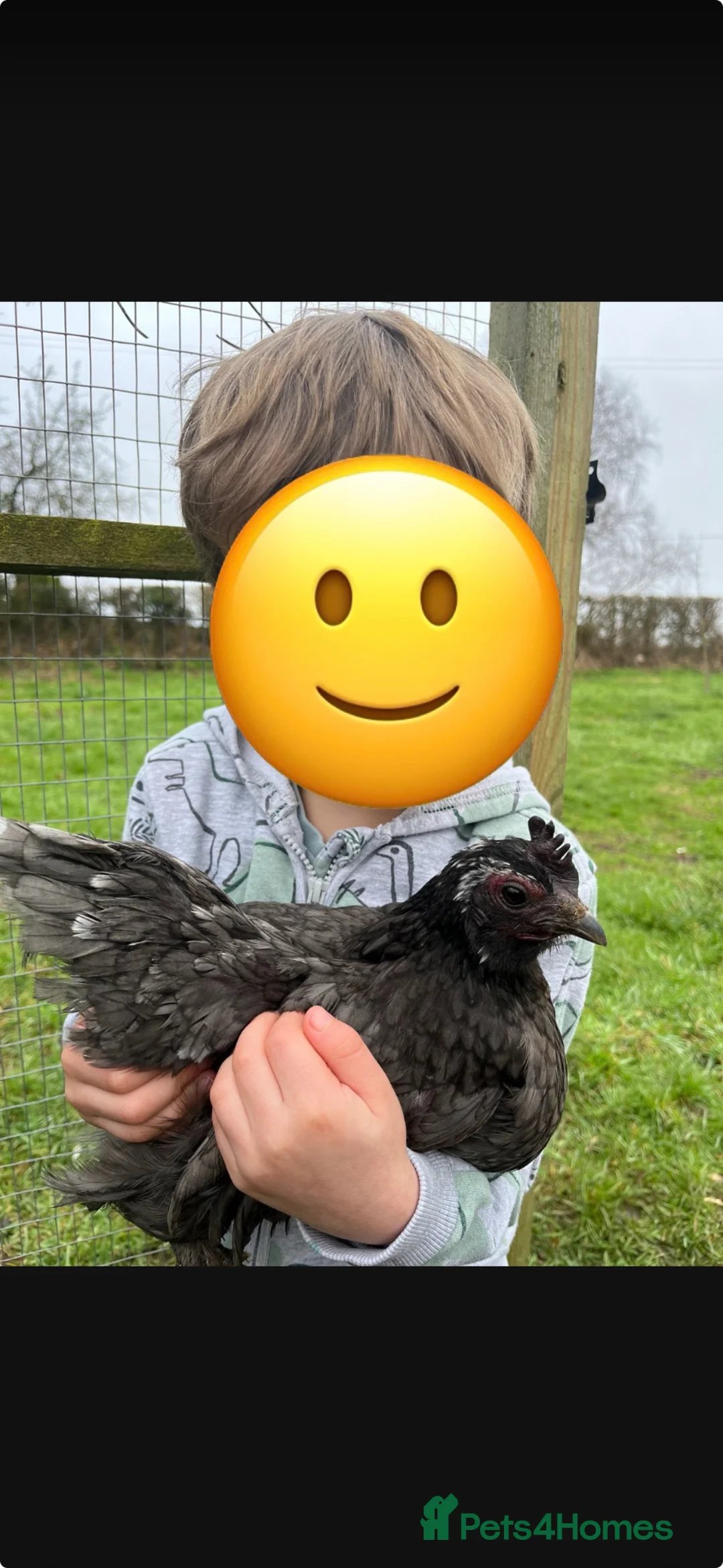 Chickens poultry for sale: Hybrid hatching eggs in Market Drayton - Advert 2