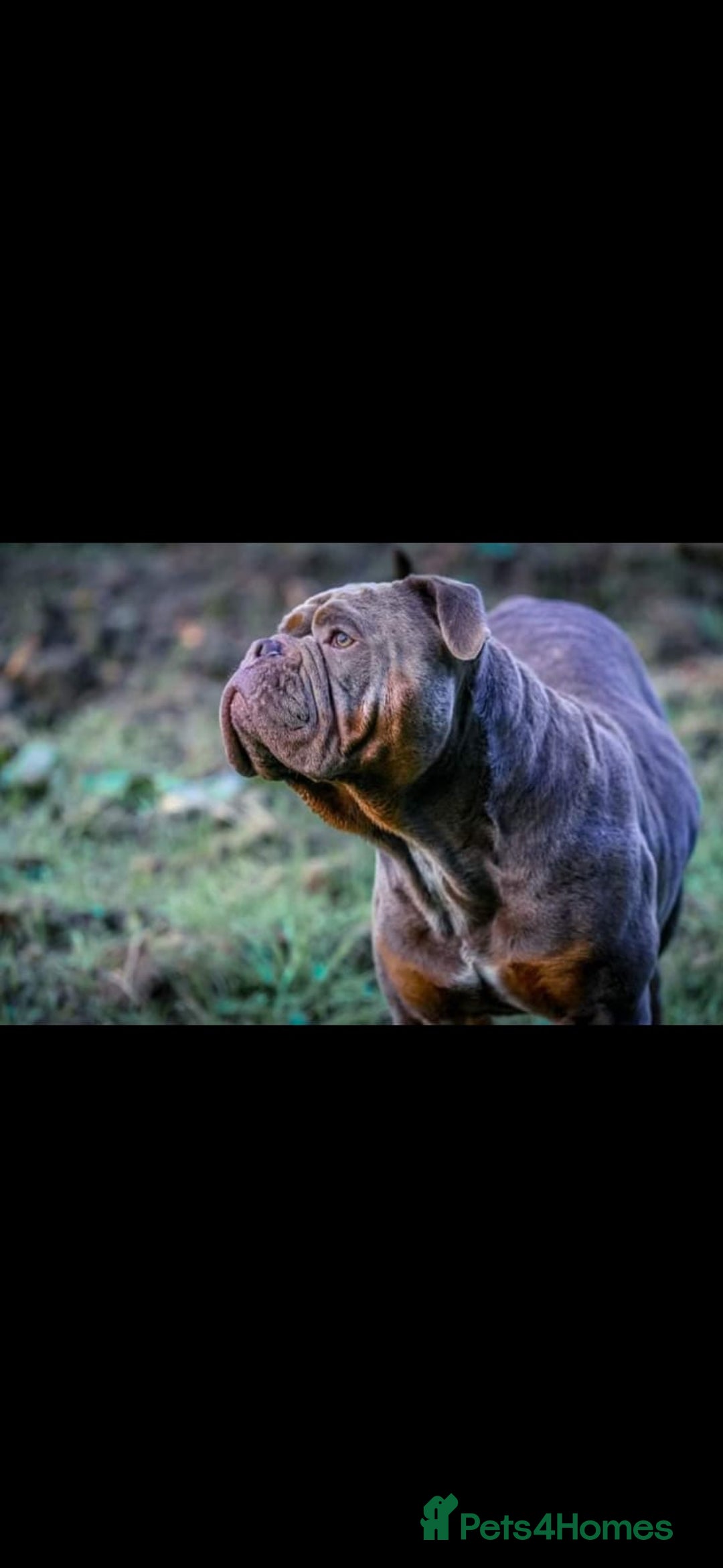 Olde English Bulldogge dogs for sale: RAINBOW OLD ENGLISH LITTER !!! - Image 24