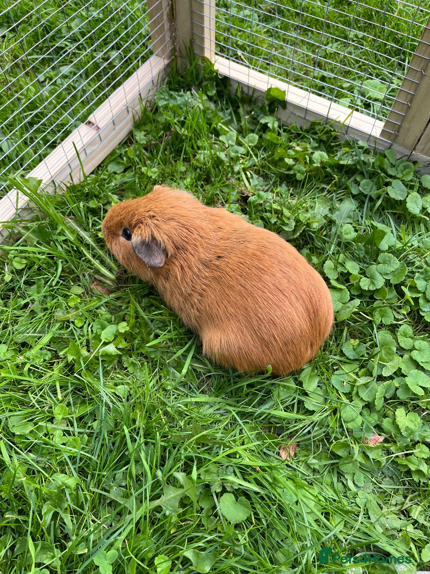 Guinea Pig rodents Young boar - Advert 3