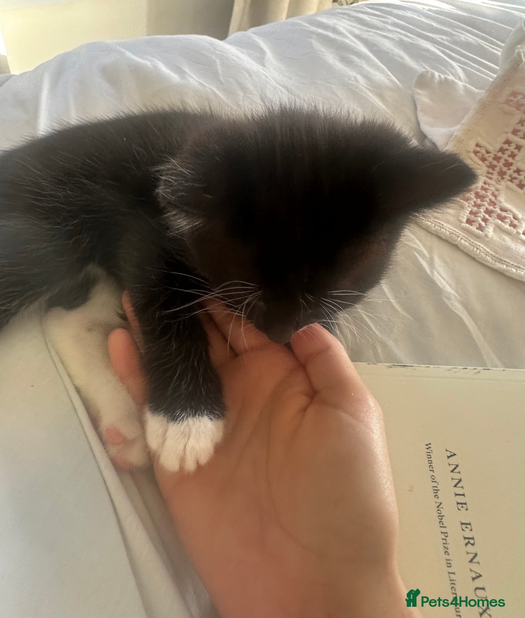 Mixed Breed cats for adoption: 8 week Kitten - Tuxedo Boy  - Advert 2