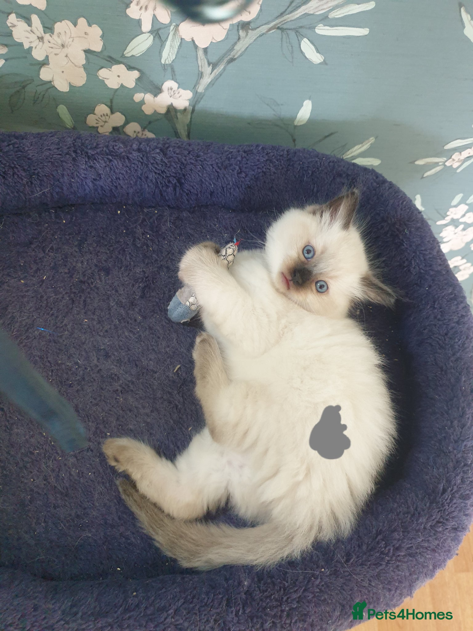 Ragdoll cats for sale: Ragdoll fluffy kittens x 4 chocolate seal point - Advert 16