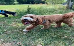 Cavapoo dogs for stud: Handsome Cavapoo Stud Dog 🐾  in Weston-super-Mare - Image 4