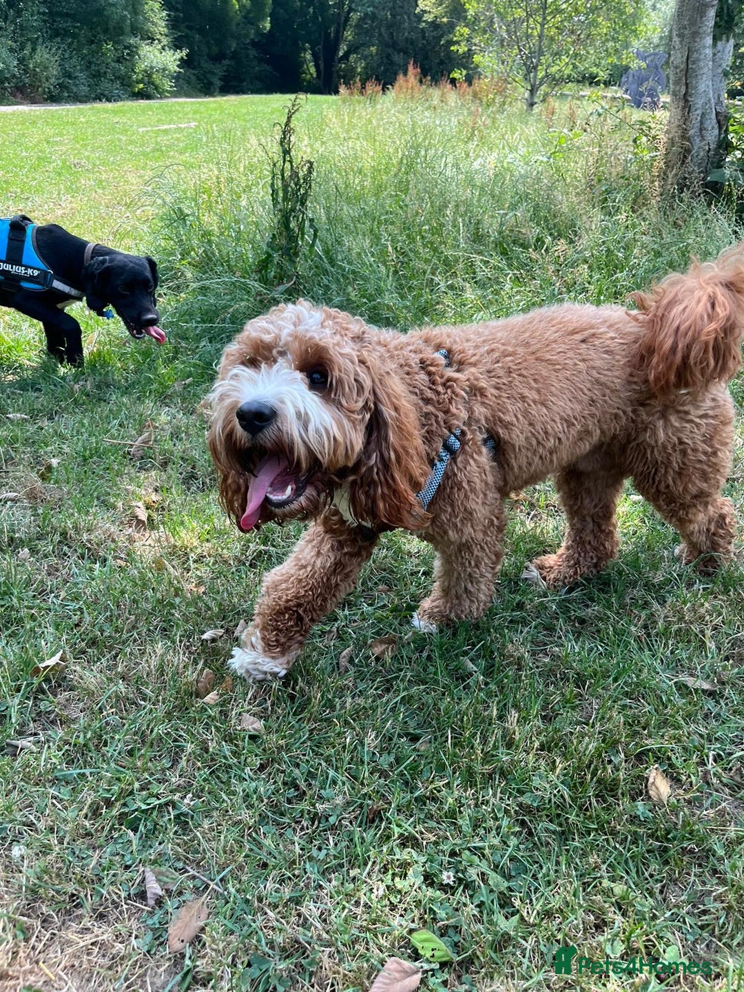 Cavapoo dogs for stud: Handsome Cavapoo Stud Dog 🐾  in Weston-super-Mare - Image 4