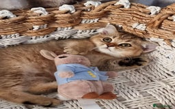 British Shorthair cats for sale: GOLDEN & COLOURPOINT BSH KITTENS, READY TO GO! - Image 6