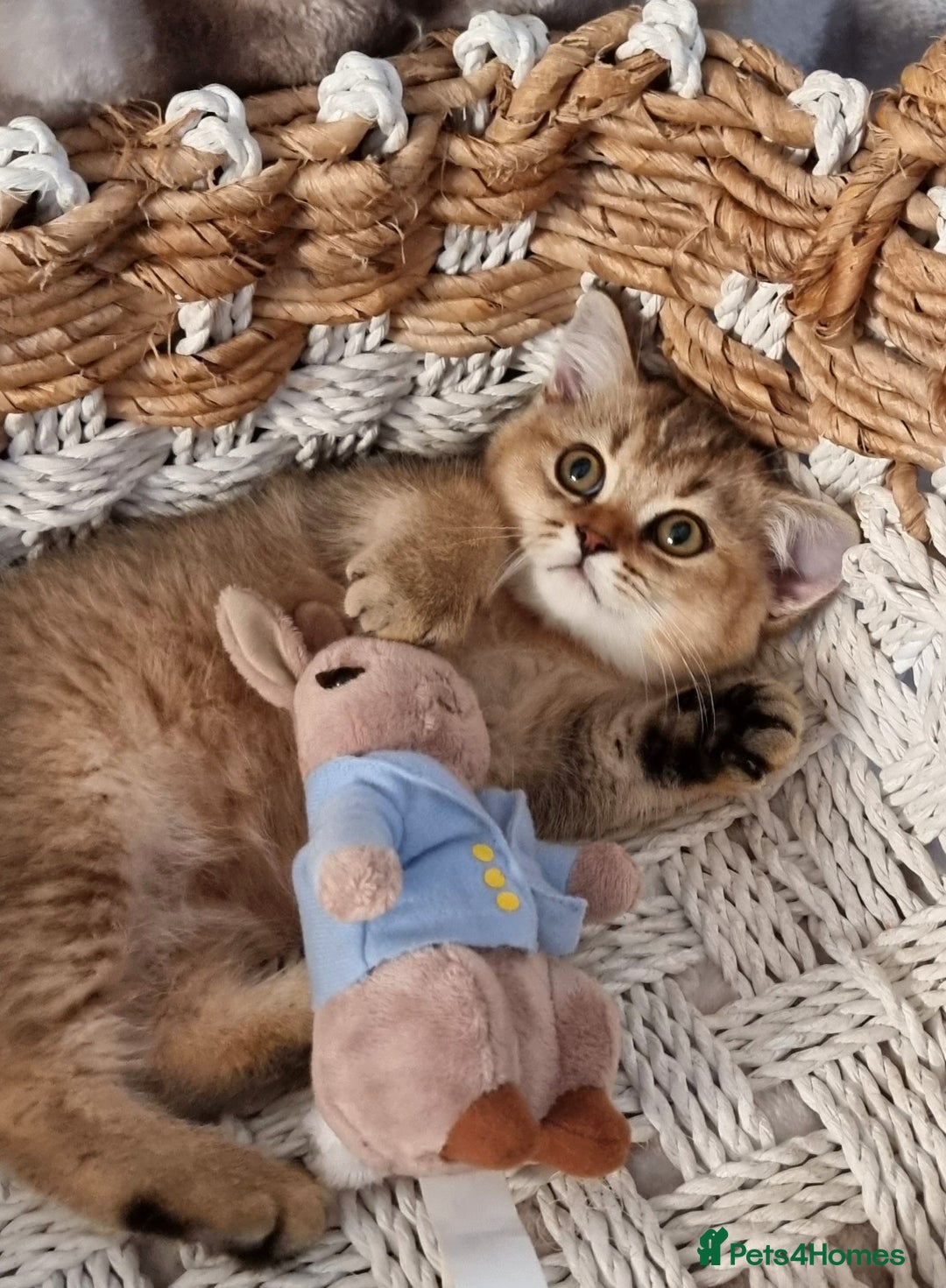 British Shorthair cats for sale: GOLDEN & COLOURPOINT BSH KITTENS, READY TO GO! - Image 6