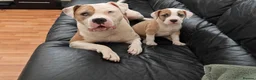 American Bulldog dogs for sale: Exceptional American Bulldog Puppies - Advert 16