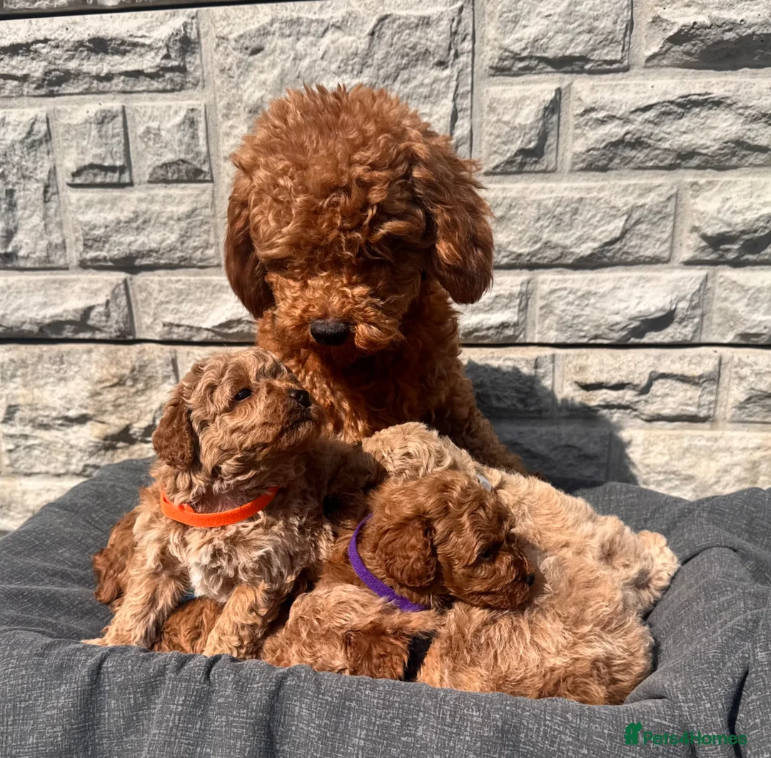 Toy Poodle dogs for sale: Beautiful red toy poodles  - Advert 2