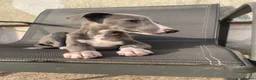 Whippet dogs for sale: Stunning Blue whippet bitch puppy for sale  - Advert 8