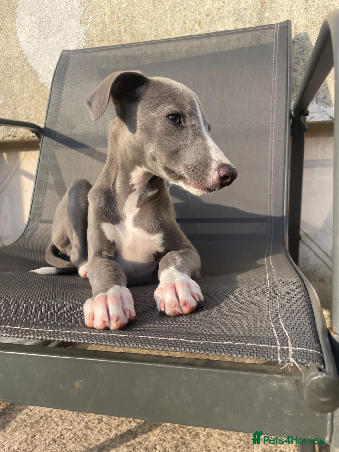 Whippet dogs for sale: Stunning Blue whippet bitch puppy for sale  - Advert 8