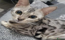 Bengal cats for sale: Stunning Bengal Girl Looking for Forever Home - Image 1
