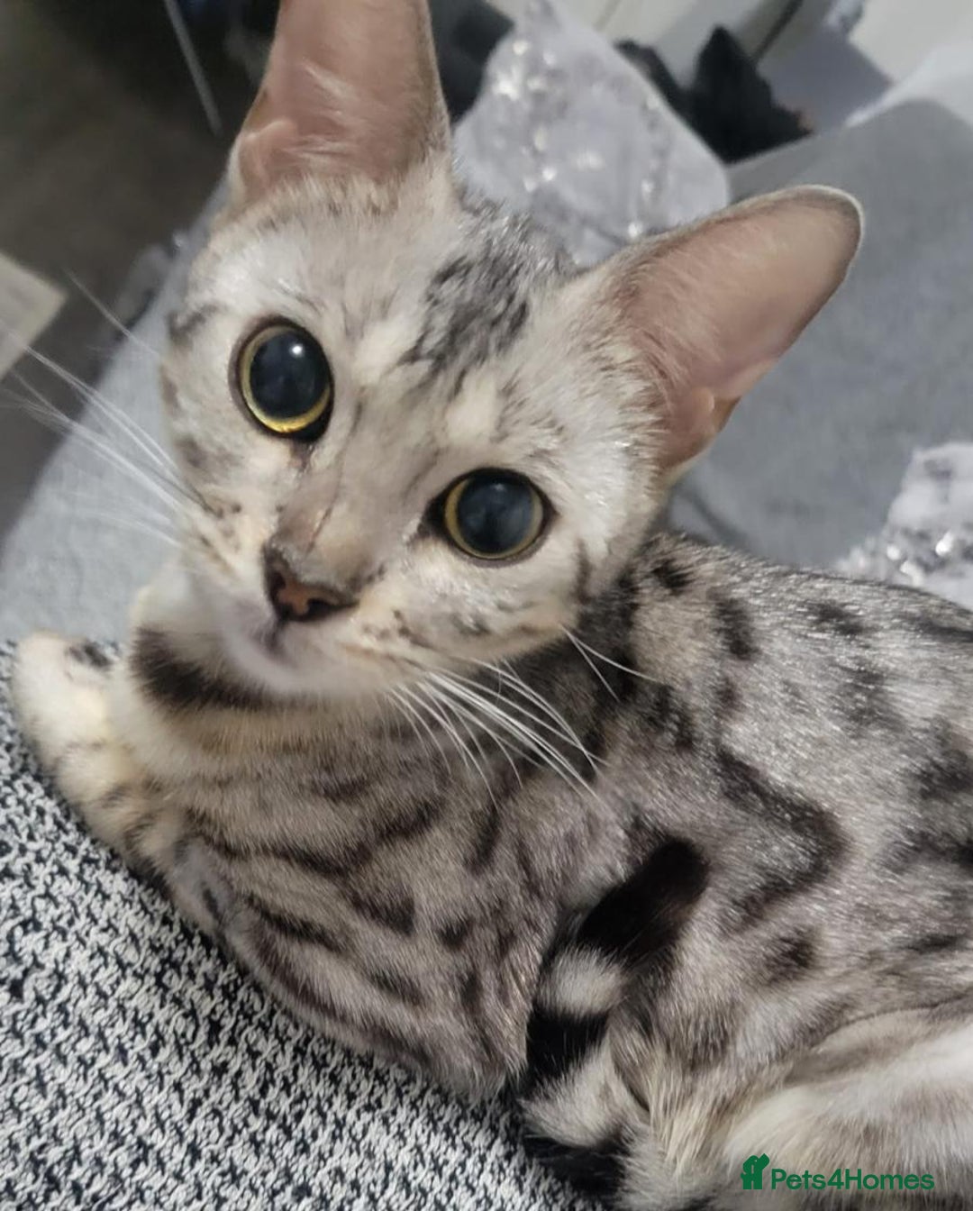 Bengal cats for sale: Stunning Bengal Girl Looking for Forever Home - Image 1