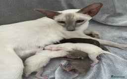 Oriental cats for sale: Outstanding Pedigree Oriental GCCF reg kittens - Image 8