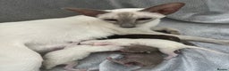 Oriental cats for sale: Outstanding Pedigree Oriental GCCF reg kittens - Advert 7