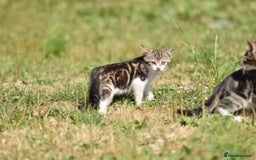 Mixed Breed cats for sale: Stunning kittens looking for loving home  - Image 3