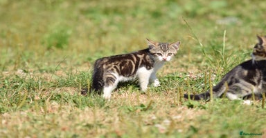 Mixed Breed cats - Advert 12