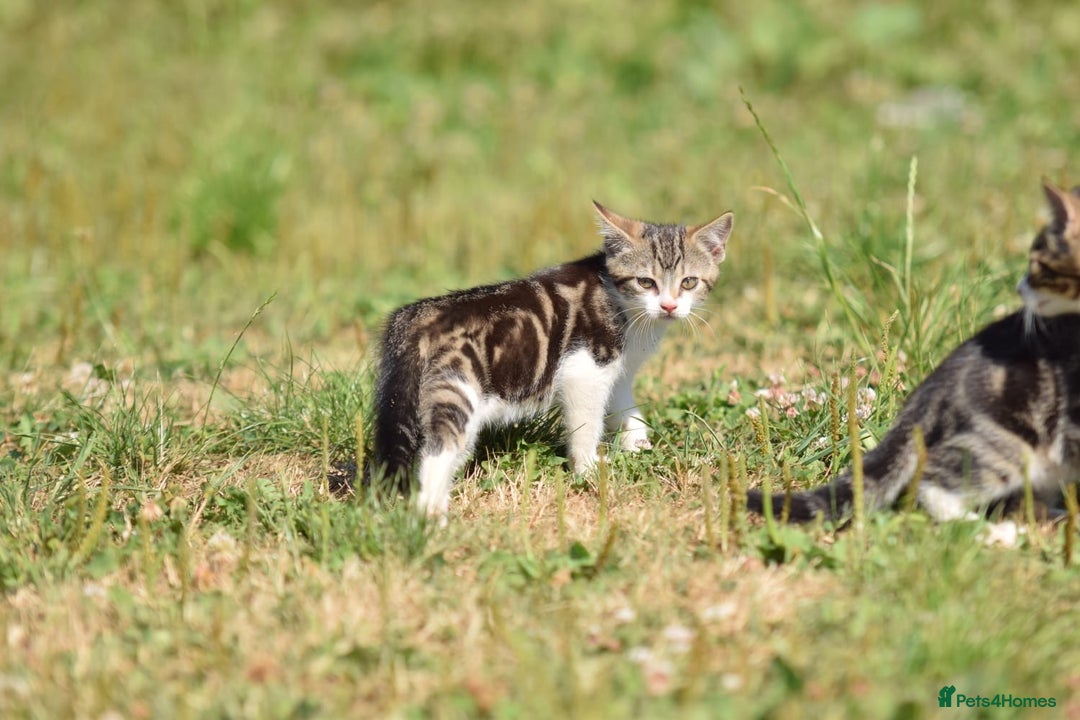 Mixed Breed cats for sale: Stunning kittens looking for loving home  - Image 3
