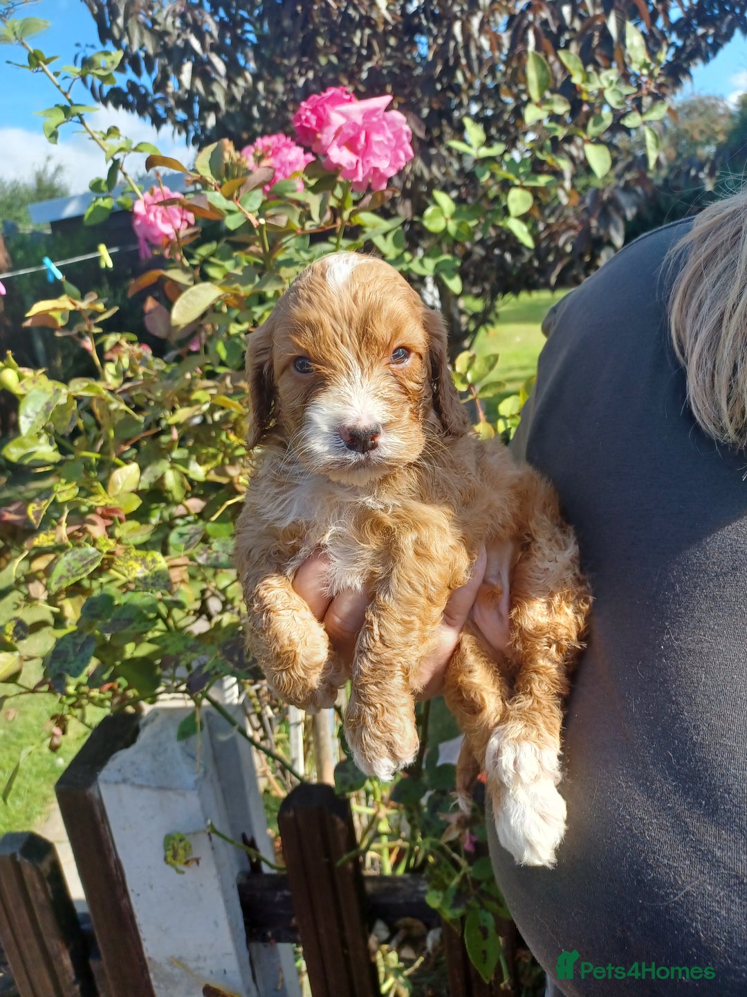 Cockapoo dogs for sale: Last one cockerpoo boy foxred  - Image 4