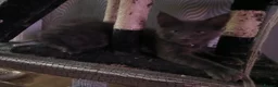Maine Coon cats for sale: Tica pedigree Maine Coon Parents dna screened. - Advert 4