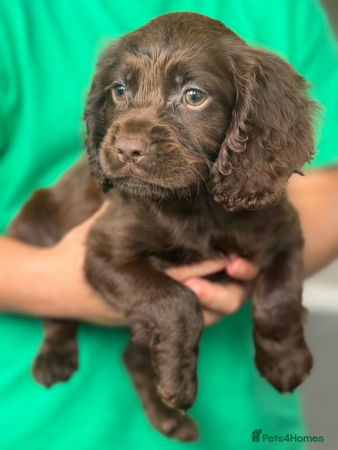 Cocker Spaniel dogs for sale: Cocker spaniel  - Image 4