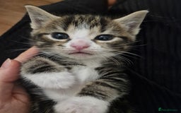 Mixed Breed birds for sale: Tuxedo & Tabby Domestic Short-hair Kittens - Image 1
