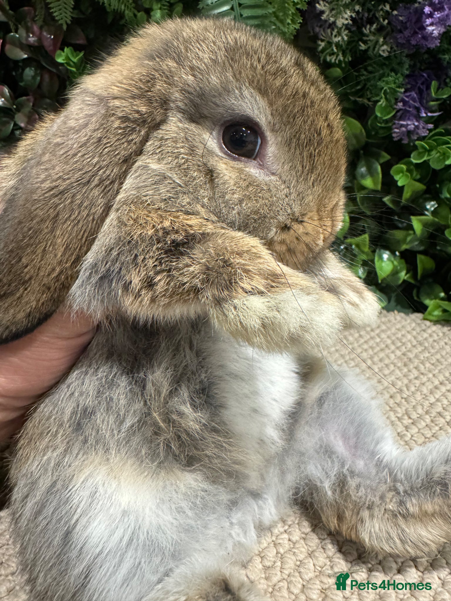 Mini Lop rabbits 1 mini lop boy ready to go  - Advert 2