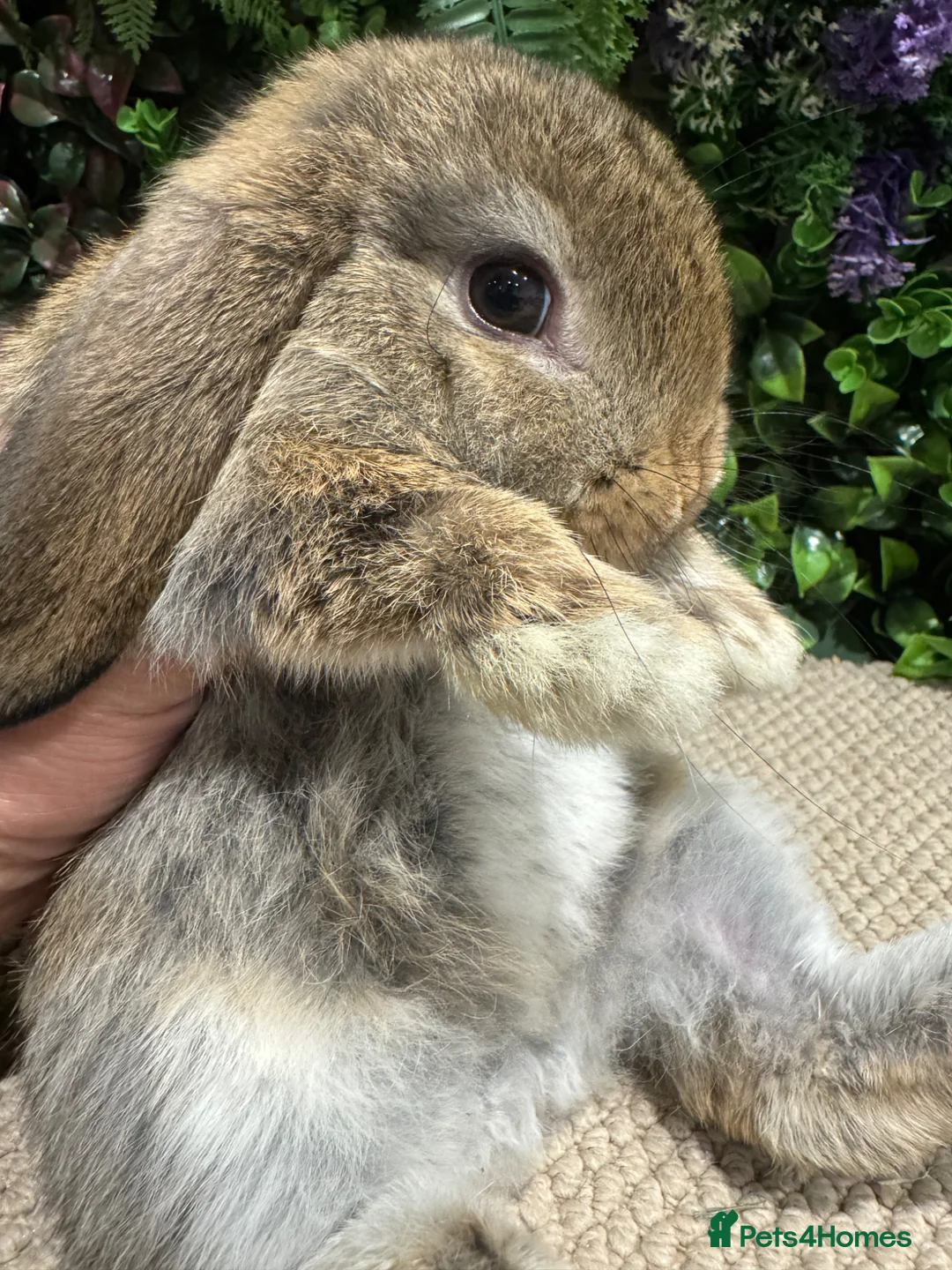 Mini Lop rabbits for sale: 1 mini lop boy ready to go  - Advert 2
