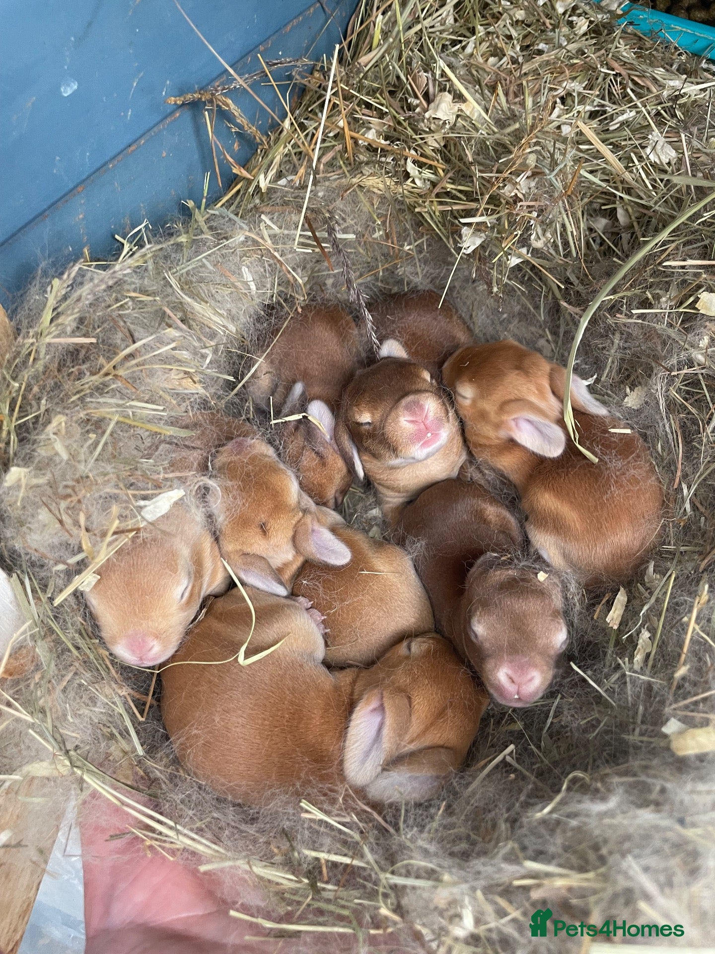 Rex rabbits Pure bred mini Rex 🐰  - Advert 7