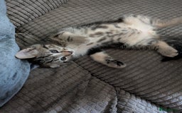 Domestic Shorthair cats for sale: Beautiful domestic short hair kittens for sale  - Image 27