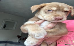 Mixed Breed dogs for sale: Husky x cocker spaniel puppies  - Image 6