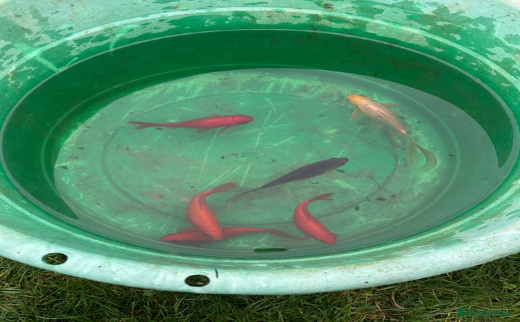 Pond Fish fish Pond fish - Comets, Gold & Carp - Advert 1