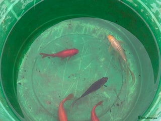 Pond Fish fish for sale: Pond fish - Comets, Gold & Carp - Advert 1