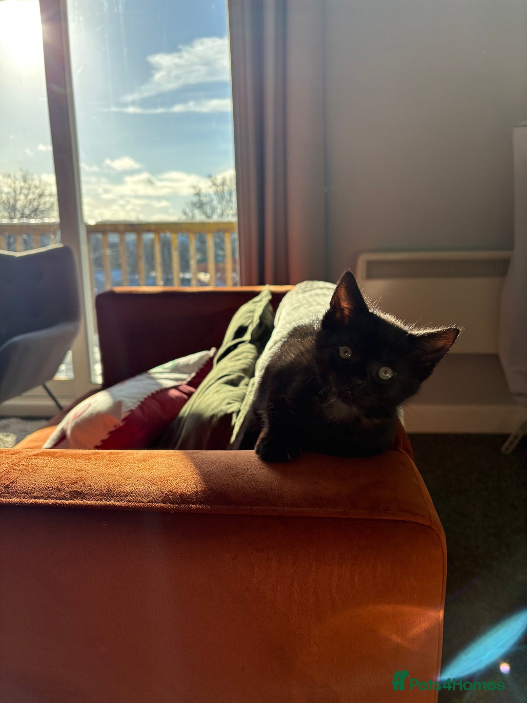 Domestic Shorthair cats for sale: Black Domestic Shorthair  - Advert 1