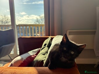 Domestic Shorthair cats Black Domestic Shorthair - Advert 1