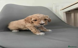 Australian Labradoodle dogs for sale: MINI Australian Labradoodle  in Leicester - Image 7