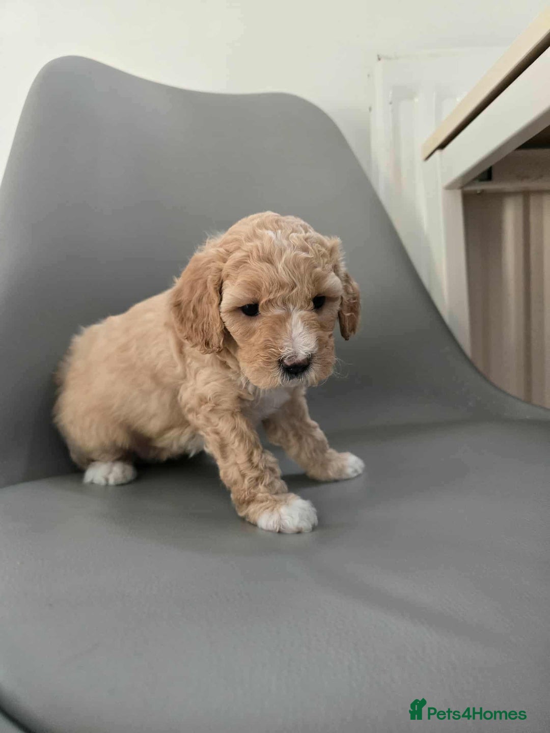 Australian Labradoodle dogs for sale: MINI Australian Labradoodle  in Leicester - Image 7