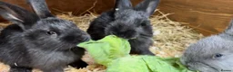 Mixed Breed rabbits for sale: Continental giant x  - Advert 5
