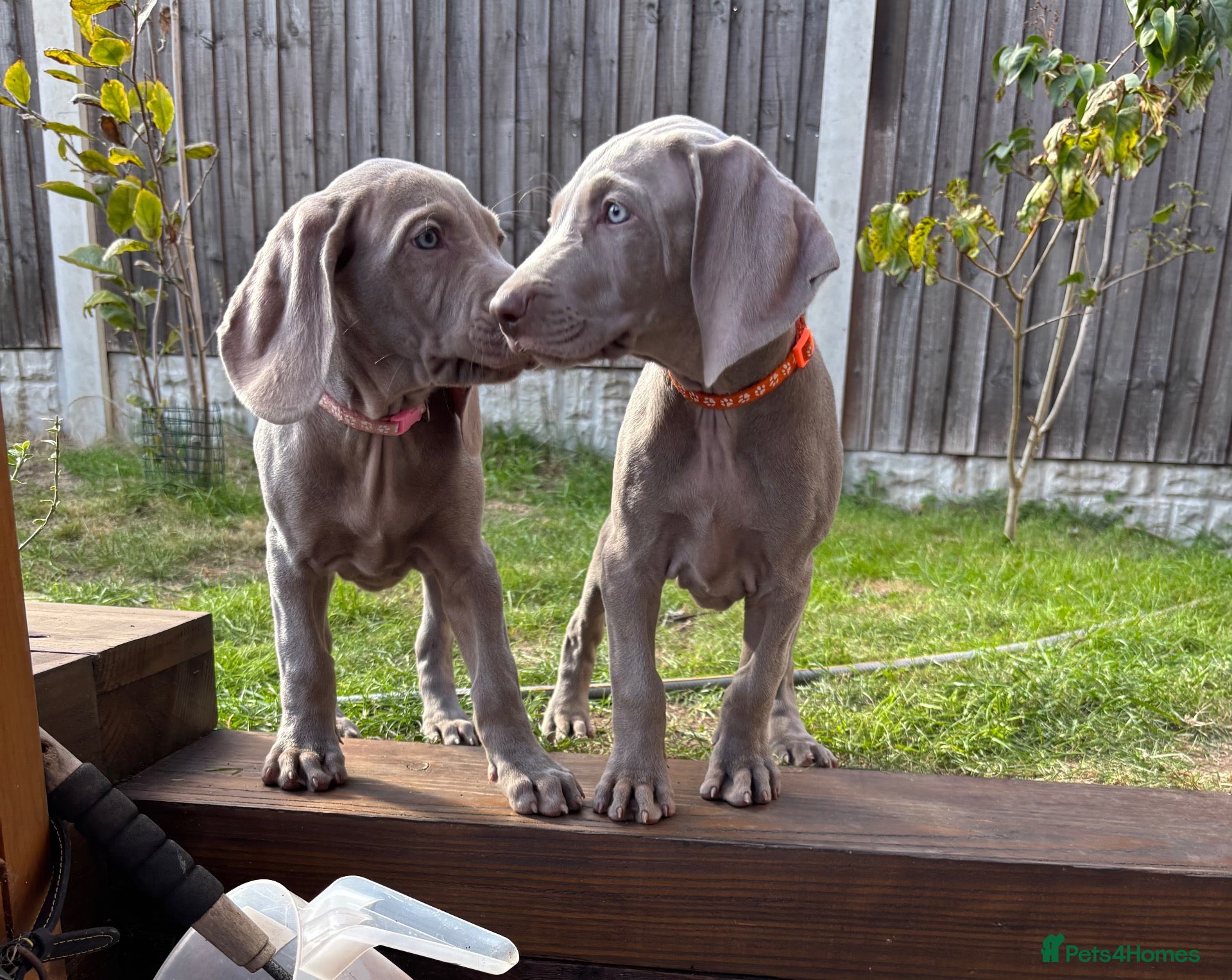 Weimaraner dogs 🥰🩷4 KC girls🩷 ready for their forever homes  - Advert 3