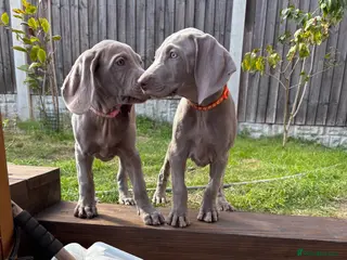 Weimaraner dogs 🥰🩷4 KC girls🩷 ready for their forever homes - Advert 3