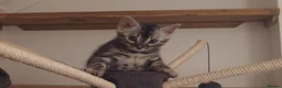 Bengal cats for sale: Stunning Silver Charcoal Bengal boy - Advert 6