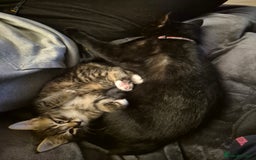 Mixed Breed cats for sale: Super friendly kittens - Image 4