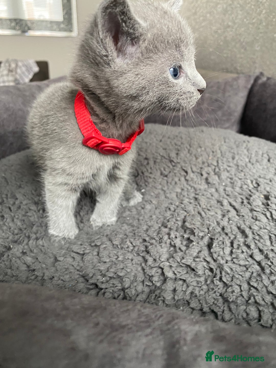 Russian Blue cats for sale: Russian blue kittens  - Advert 28